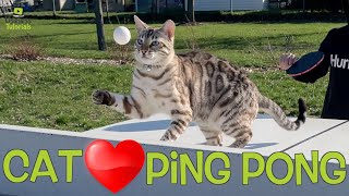 FUNNY Cat Wants to Play Ping Pong #Shorts