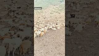 Kashmir the Paradise on Earth 🌎. Sheeps 🐑 #sheep #mountains #travel #nature