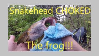 Snakehead CHOKED the frog!!!