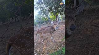 Dalma Wild Life Sanctuary Jamshedpur #jharkhand #travel