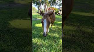 PASTURE TIME with my huge puppy dog AKA #horse 😆