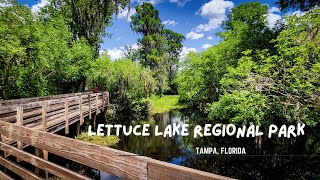 Lettuce Lake Regional Park / Tampa, Florida - In Search of Alligators