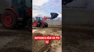 HAYVANCILIĞIN EN PİS İŞİ #hayvancılık #tarım #besicilik #angus #simental #gübre #kepçe