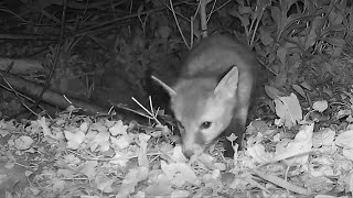 #1  Fox Cubs in East Devon, UK  -  5 May 2021  (Part 1)