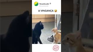 O Gato se vingou🤣 #memes #humor #shorts #pet pe