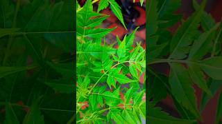 Neem | Skincare | Beauty| gardening | nature