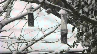 British Birds UK RSPB Feeding in Winter & Snow #Birds