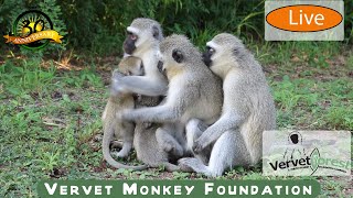 Live from the Foundation: The Daily Lives of Our Resident Monkeys 8am GMT  8-9-2024