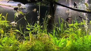 Planted Angelfish Aquarium