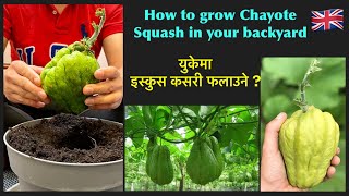 इस्कुश | How to grow Chayote Squash from fruit | CHAYOTE | SAYOTE | Choko |CHOW CHOW |NepaliFamilyUK