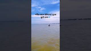 গভীর জলে ইলিশের খুঁজে ছুটে চলা 🐟। catching hilsha fish। #shorts #youtubeshorts #hilsha #fish