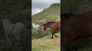 Wild Horses in Paradise #majestichorses #wildanimal #horsevideo #amazinghorse #horselife #mustangs