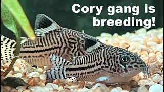 Corydoras Julii catfish are breeding in community tank!