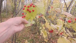 Урал калина в берёзовой роще