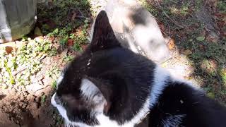 Planting A Joey Avocado With A Tuxedo Cat