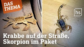 Erst Skorpion, dann Krabbe! Polizeieinsatz wegen exotischen Tieren | hessenschau