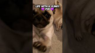 what you doin'? 🥰 #dog #pug #funny #shorts