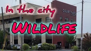 WILDLIFE IN THE CITY | ENJOY | BIRDS #wildlife #enjoy #asmr