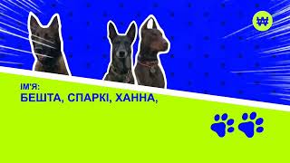 Хвостаті рятівники. Пес Патрон і компанія. Загін пошукових розвідувальних собак "Антарєс".