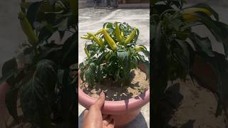 🌶️100+ मिर्च गमले में उगाये #shorts #terracegarden #vegetablegarden #forafortnightchallenge #viral