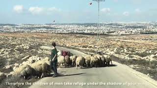 One minute of Israel, The Mountains of Judea, Davids shepherd fields