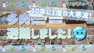 【多肉植物】10年に1度の大寒波！多肉植物、避難しました！