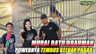 MURAI BATU BRAHMAN : POWERNYA TEMBUS KELUAR PAGAR