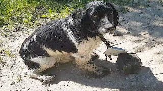 На шею пса привязали груз и бросили в воду. Он чудом смог спастись!