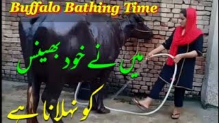 Buffalo Bathing & Drinking Time || Village Girls Life || Daily Routine