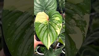 Philodendron Series - Philodendron Mamei Variegated I PlantFactory