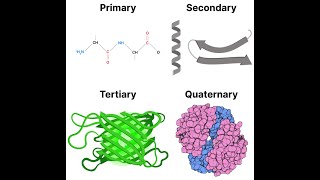 Protein Structures: Primary, Secondary, Tertiary, and Quaternary Structures.