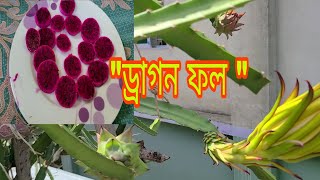 -আমার ছাদ বাগান" ড্রাগন" ফল, কত সুন্দর।কুষ্টিয়া ২০২৪ #travel #with #mimi #