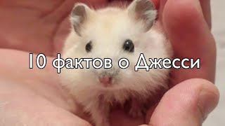 10 фактов о Джесси😁Хомкины будни