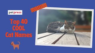 Top to Cool Cat Names For Your Adorable Kittens 🐈| PetPress