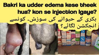 udder edema treatment