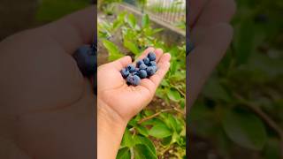 Picking Blueberries in my garden #gardening