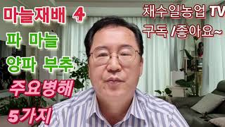 마늘 주요병해5가지 파 부추 양파 마늘 병해 방제요령