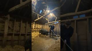 Satisfying Mucking out Timelapse