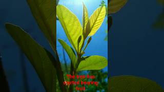 Guava - Grafting technique #gardening #farming #shot #shortsvideo #shorts #naturefarm #fruitgrafting