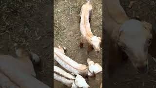 Cute goats at farm #foryou #animals #youtubeshorts #viralreels #foryourpage