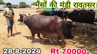 28-8-2024 भैंसों की मंडी रावतसर। bhainson ki sabse sasti Mandi buffalo market Rajasthan Hanumangarh