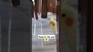 Peakaboo time let's goo✨😁#shorts #cockatiel #birds #funny #trending #cute#viralvideo  #sigma#parrot