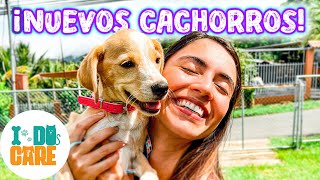 🥹 Estos CACHORROS necesitan tu AYUDA para encontrar sus FAMILIAS para SIEMPRE