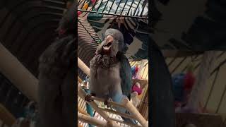 Training Blue Quaker to sing