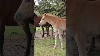 Cute Baby Foal Chilling in the Shade with Mom