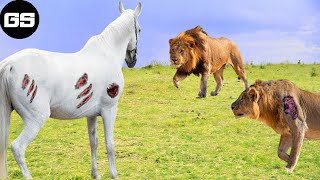 30 Tragic Moments! wild horse and Are Doing Strange Things In The Lion King's Territory