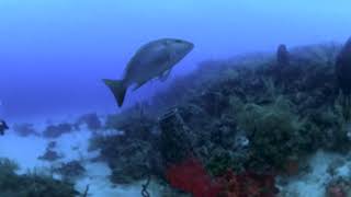 Scuba Diving at "Stingray Ally" in Roatán, Honduras in 360°! November 2022