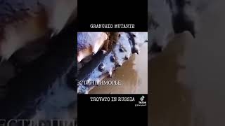 GRANCHIO MUTANTE TROVATO IN RUSSIA #granchio #mutante #mare #oceano #mistero