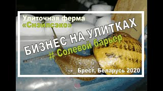 ОГО! Реакция УЛИТКИ на соль! Ферма улиток "Снэйлсэко" Беларусь 2020 год.