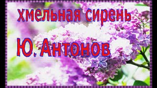 хмельная сирень. Ю. Антонов